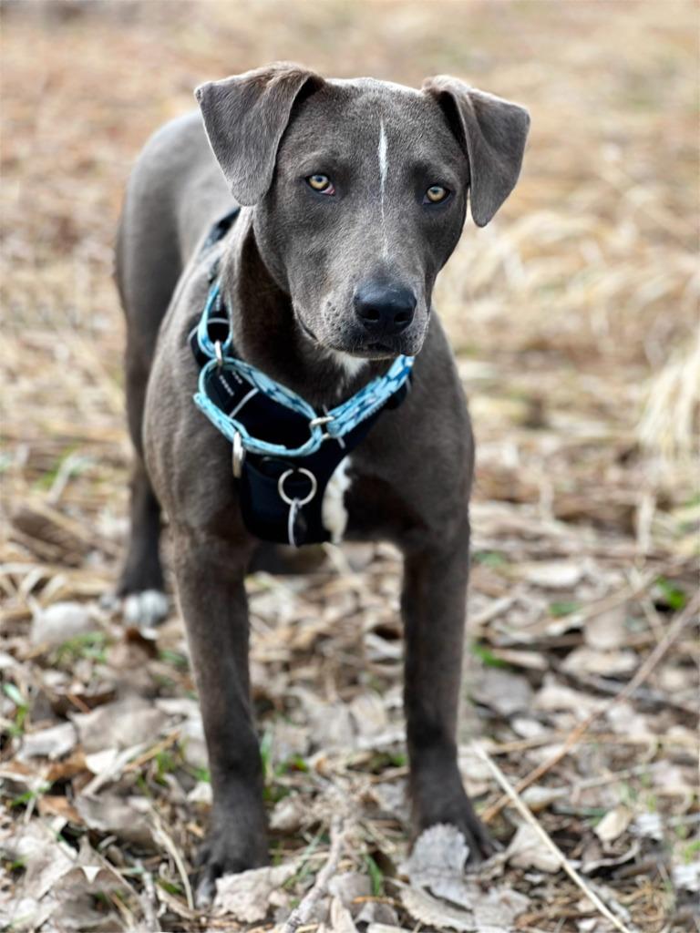 Rodeo, a Adoptable mixed breed in Savage, MN image 3/5