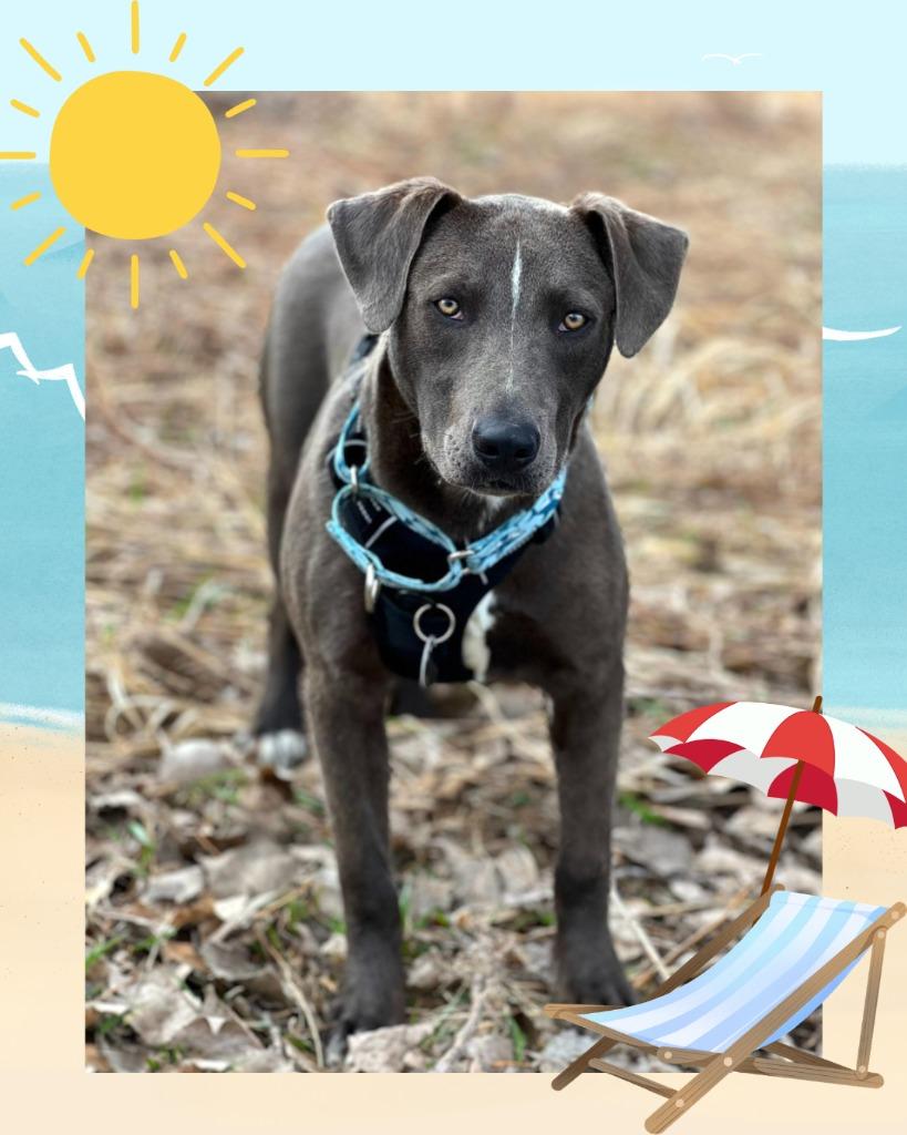 Rodeo - Summer Lovin' Promo, a Adoptable mixed breed in Savage, MN image 4/6