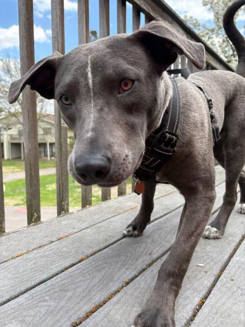 Rodeo, a Adoptable mixed breed in Savage, MN image 4/5