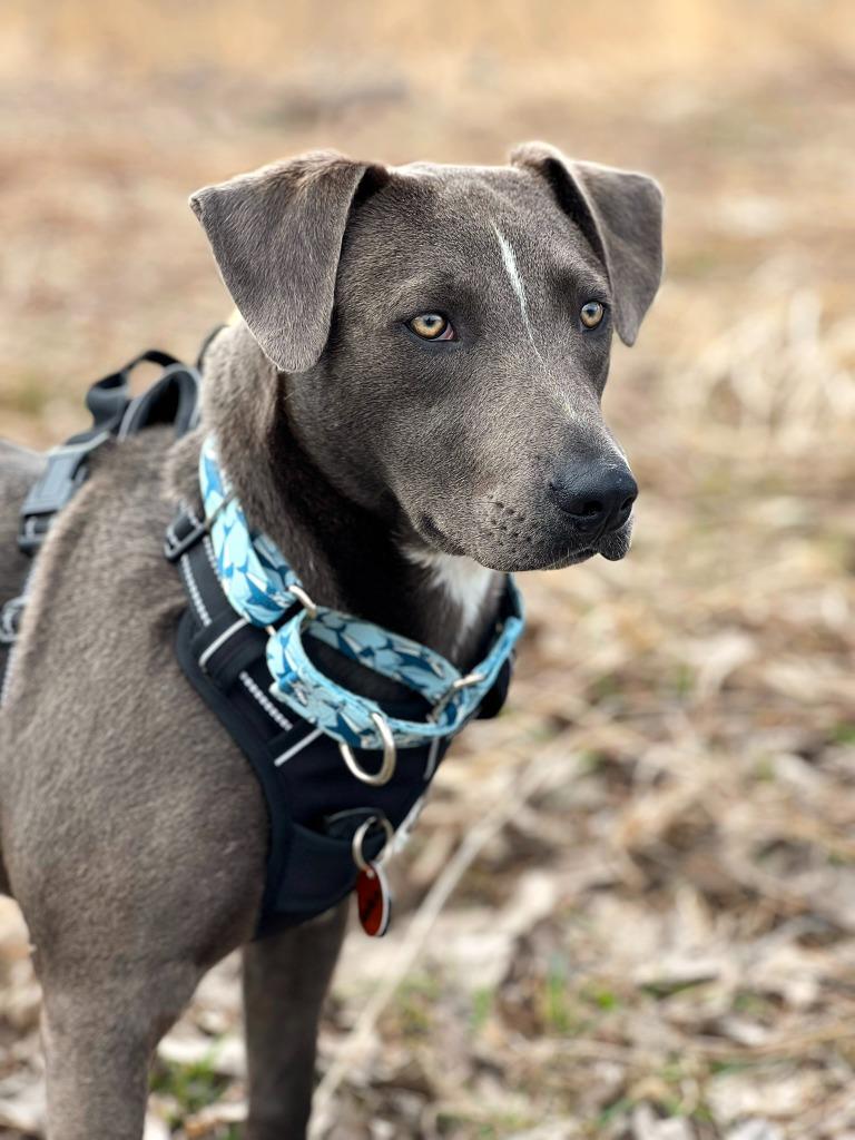 Rodeo, a Adoptable mixed breed in Savage, MN image 5/5