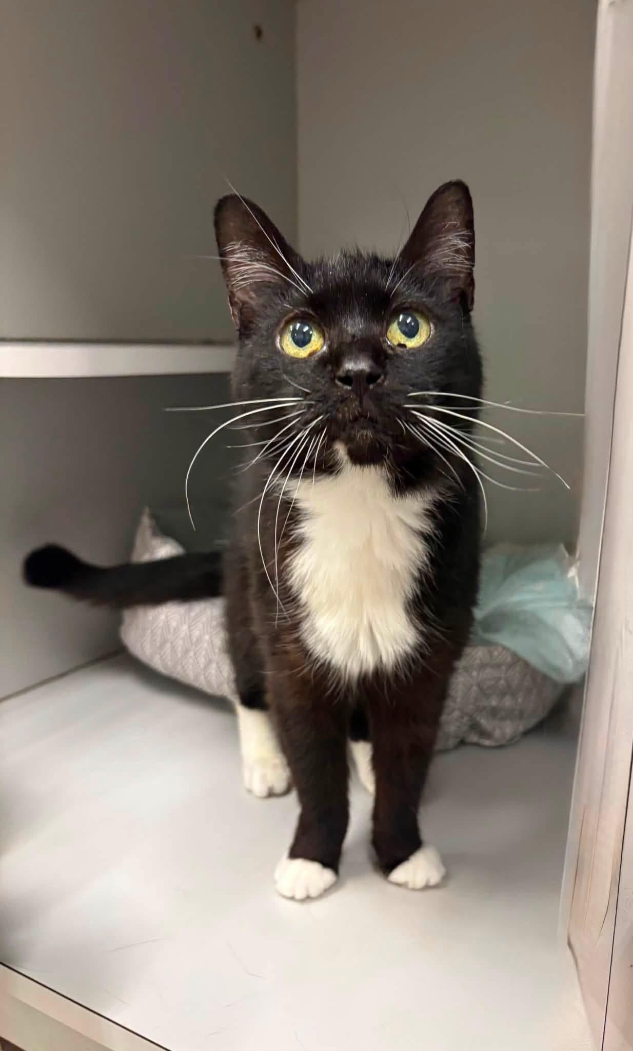 Enlarge Lexie, a ADOPTABLE Domestic Short Hair in Athol, MA image 2/2