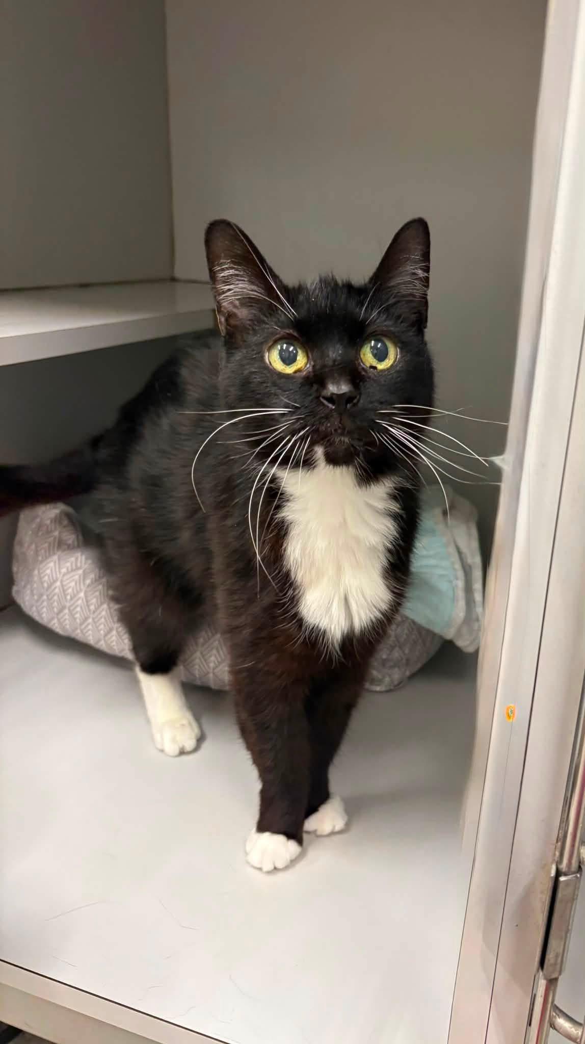 Enlarge Lexie, a ADOPTABLE Domestic Short Hair in Athol, MA image 1/2