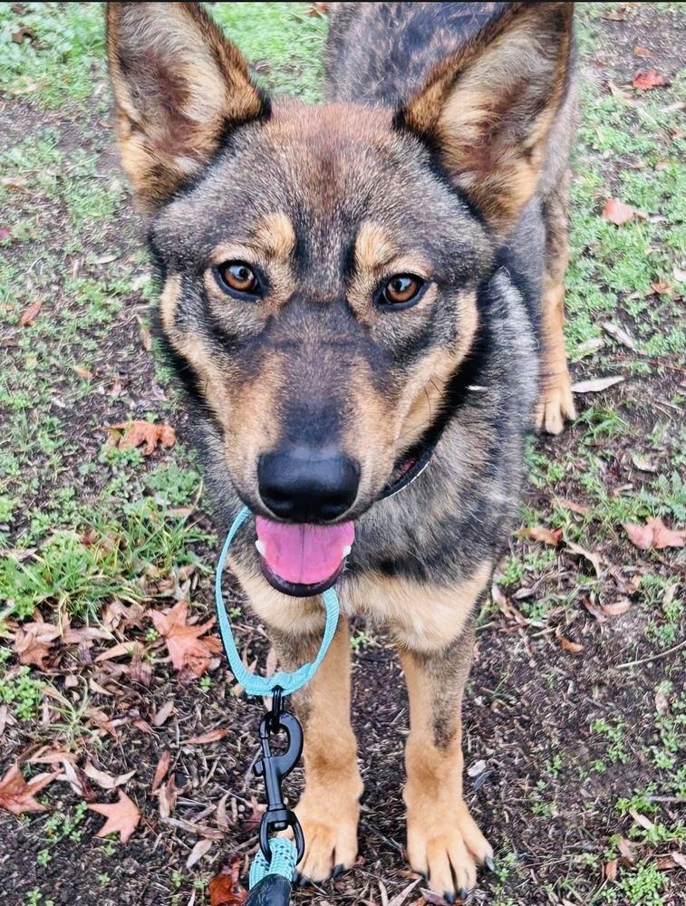 Indiana, Adoptable, Puppy Female German Shepherd Dog.