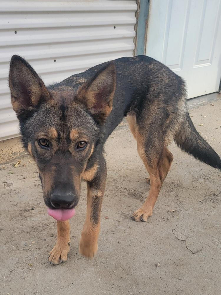Indiana, a Adoptable German Shepherd Dog in Pleasant Hill, CA image 2/6