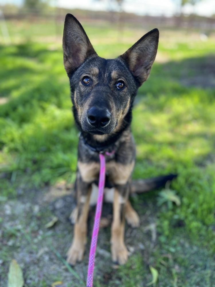 Indiana, a Adoptable German Shepherd Dog in Pleasant Hill, CA image 3/6
