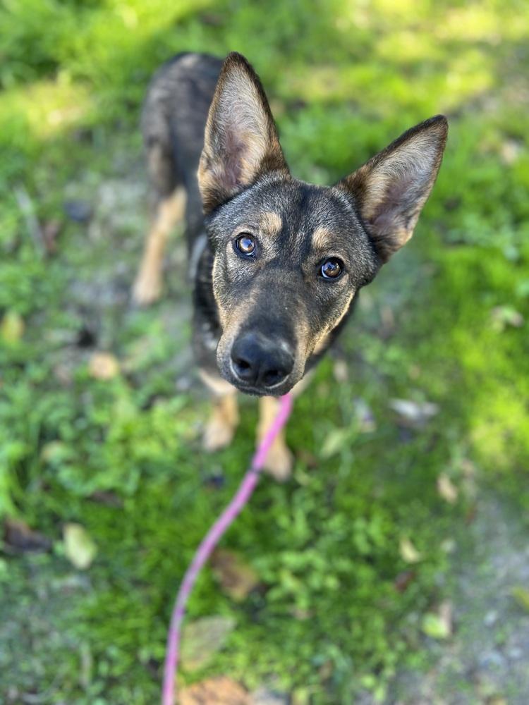 Indiana, a Adoptable German Shepherd Dog in Pleasant Hill, CA image 6/6