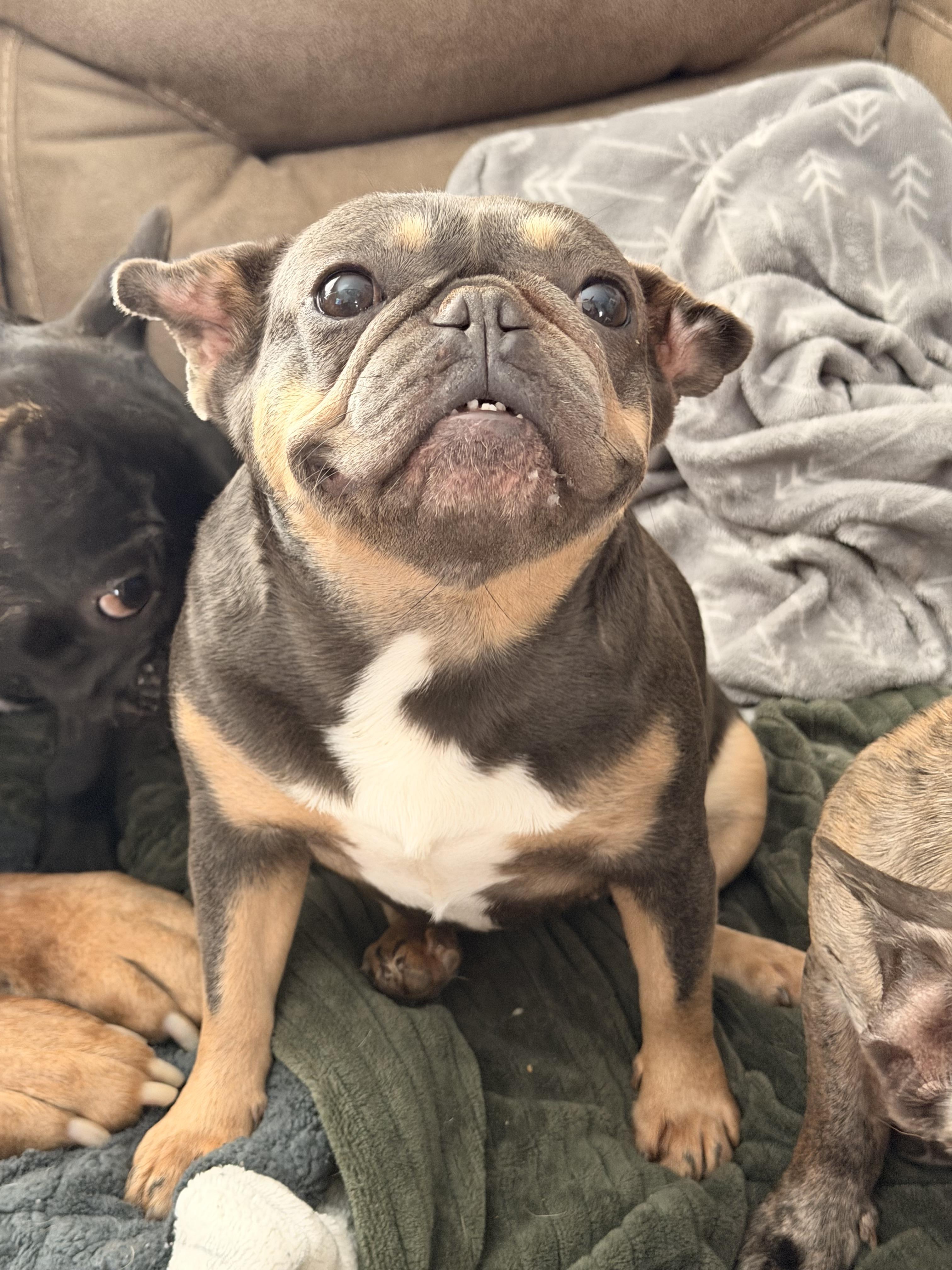 Enlarge Sassy , a ADOPTABLE French Bulldog in North Freedom, WI image 4/4