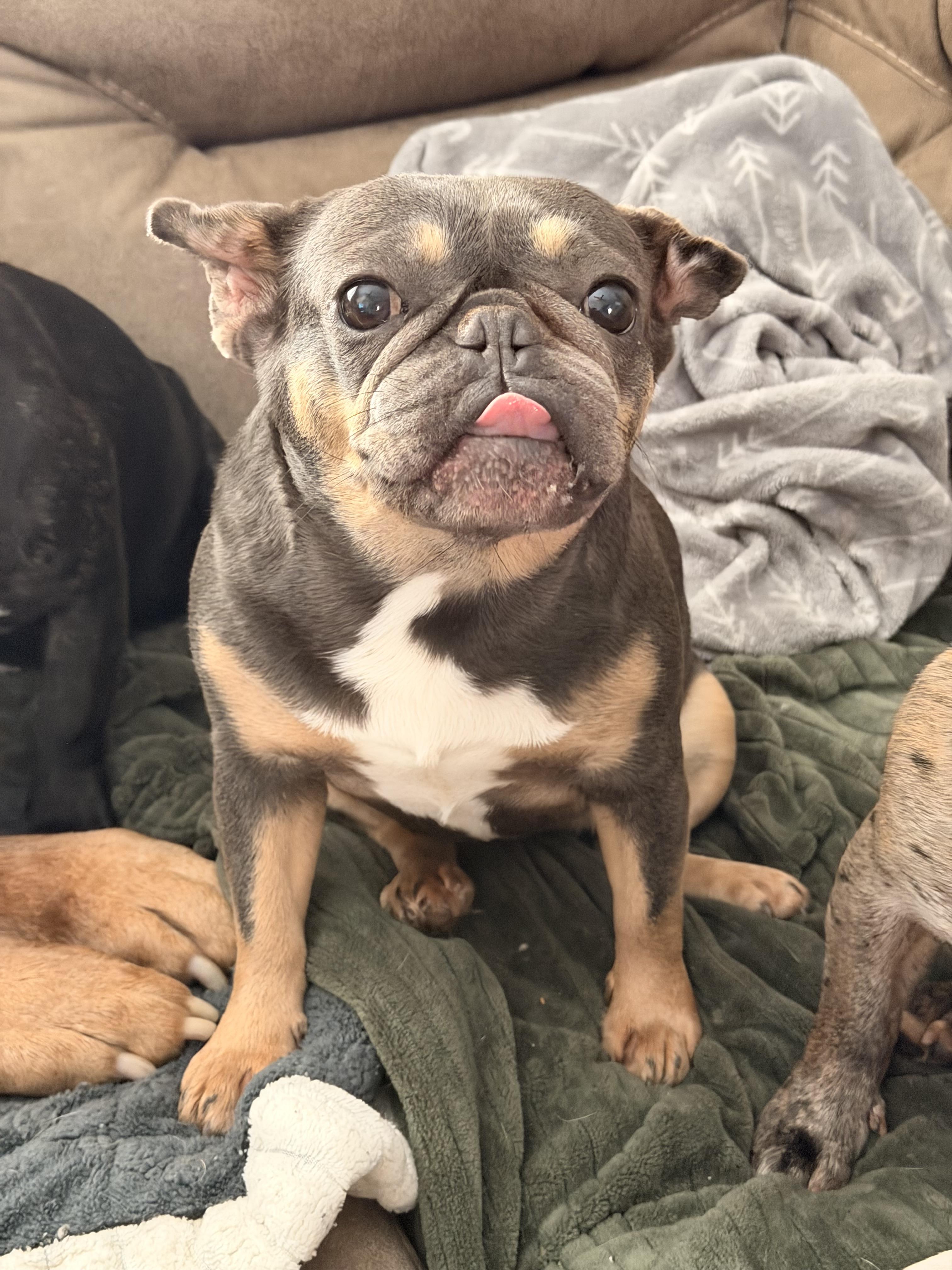 Enlarge Sassy , a ADOPTABLE French Bulldog in North Freedom, WI image 3/4