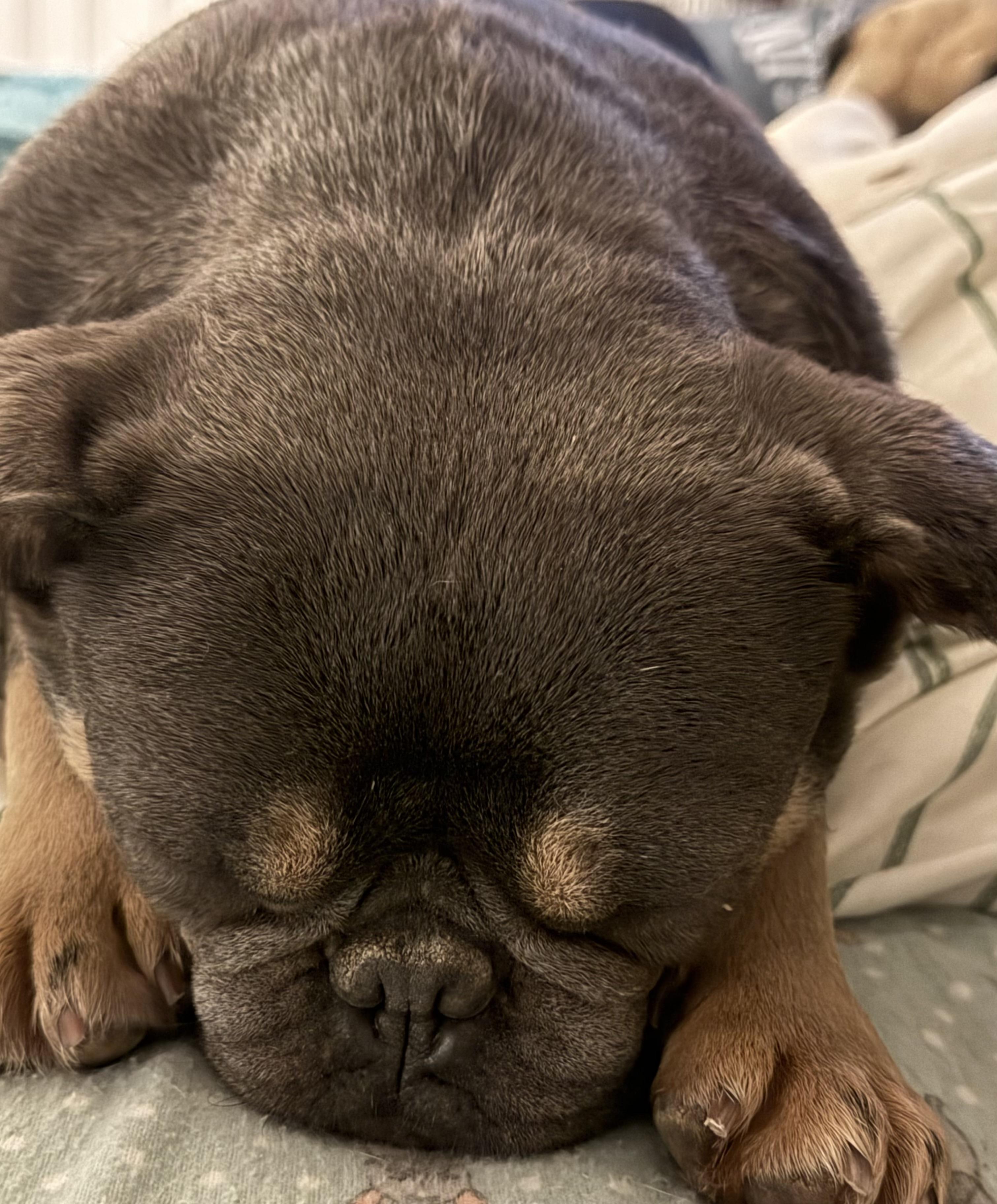 Enlarge Sassy , a ADOPTABLE French Bulldog in North Freedom, WI image 2/4