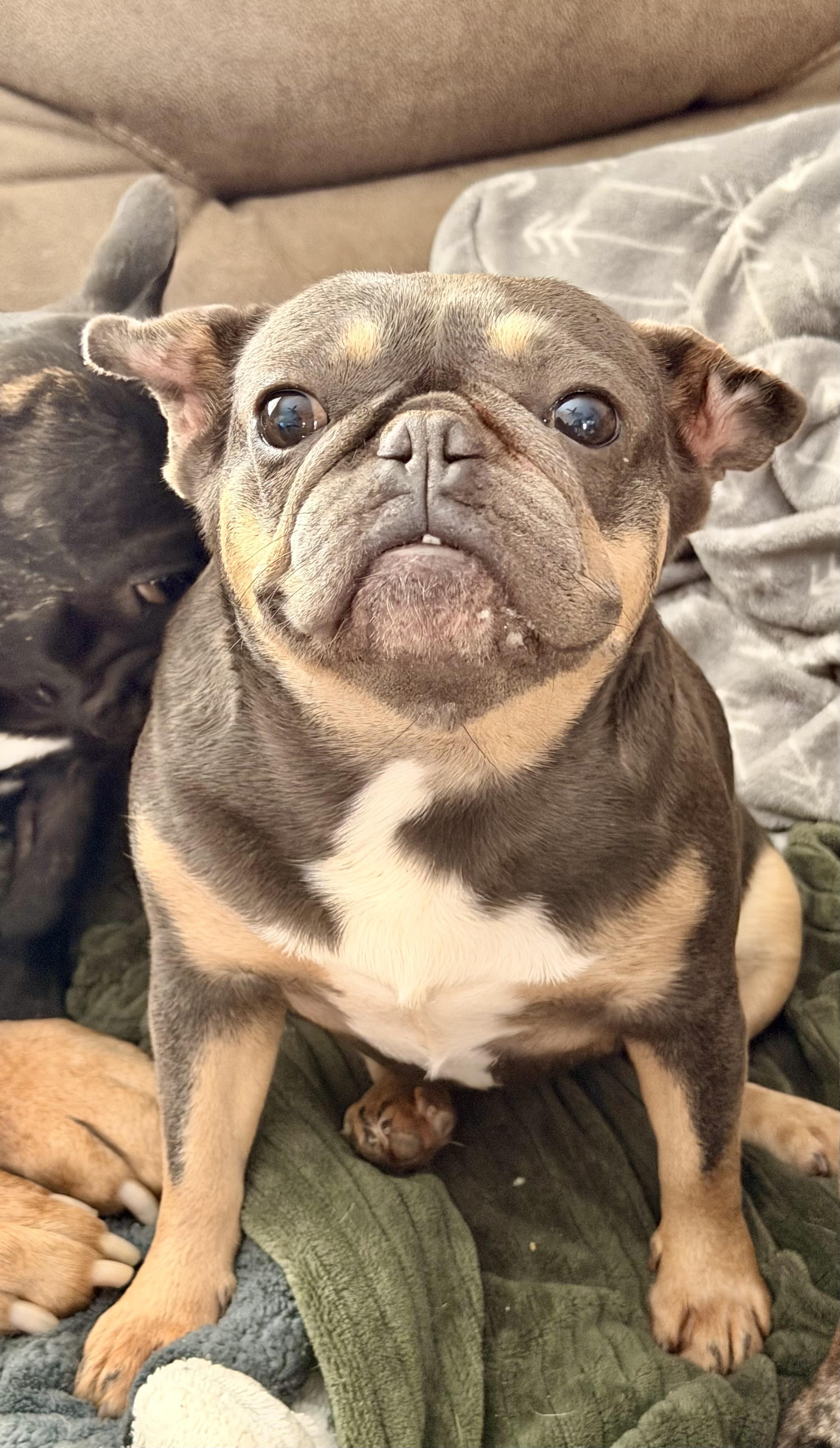 Enlarge Sassy , a ADOPTABLE French Bulldog in North Freedom, WI image 1/4