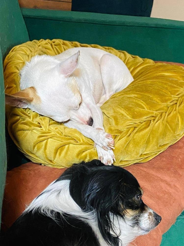 Aurora, Adoptable, Adult Female Chihuahua.