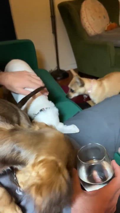 Enlarge Aurora, a Adoptable mixed breed in Claremont, CA video 4/4