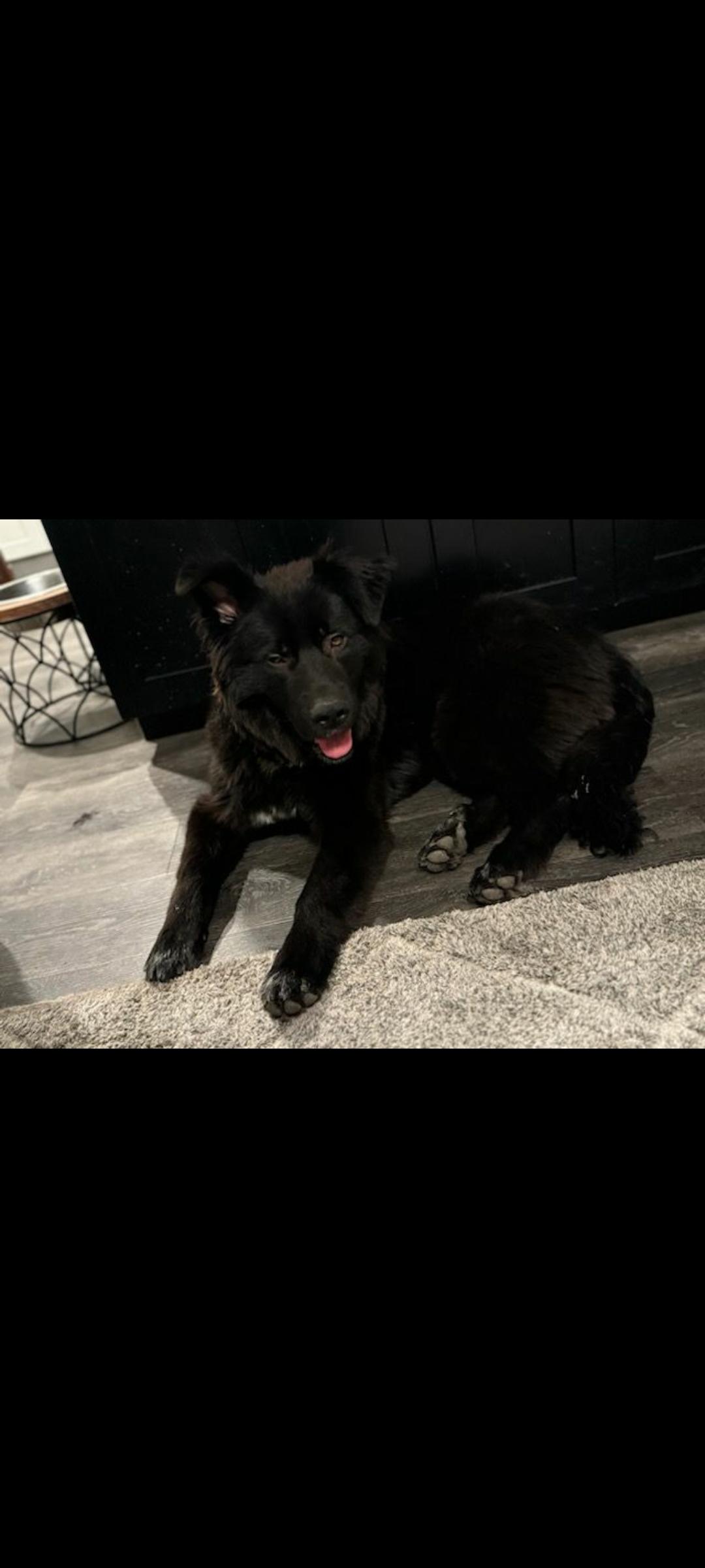 Enlarge Ranger, a Adoptable Labrador Retriever in Seattle, WA image 2/6