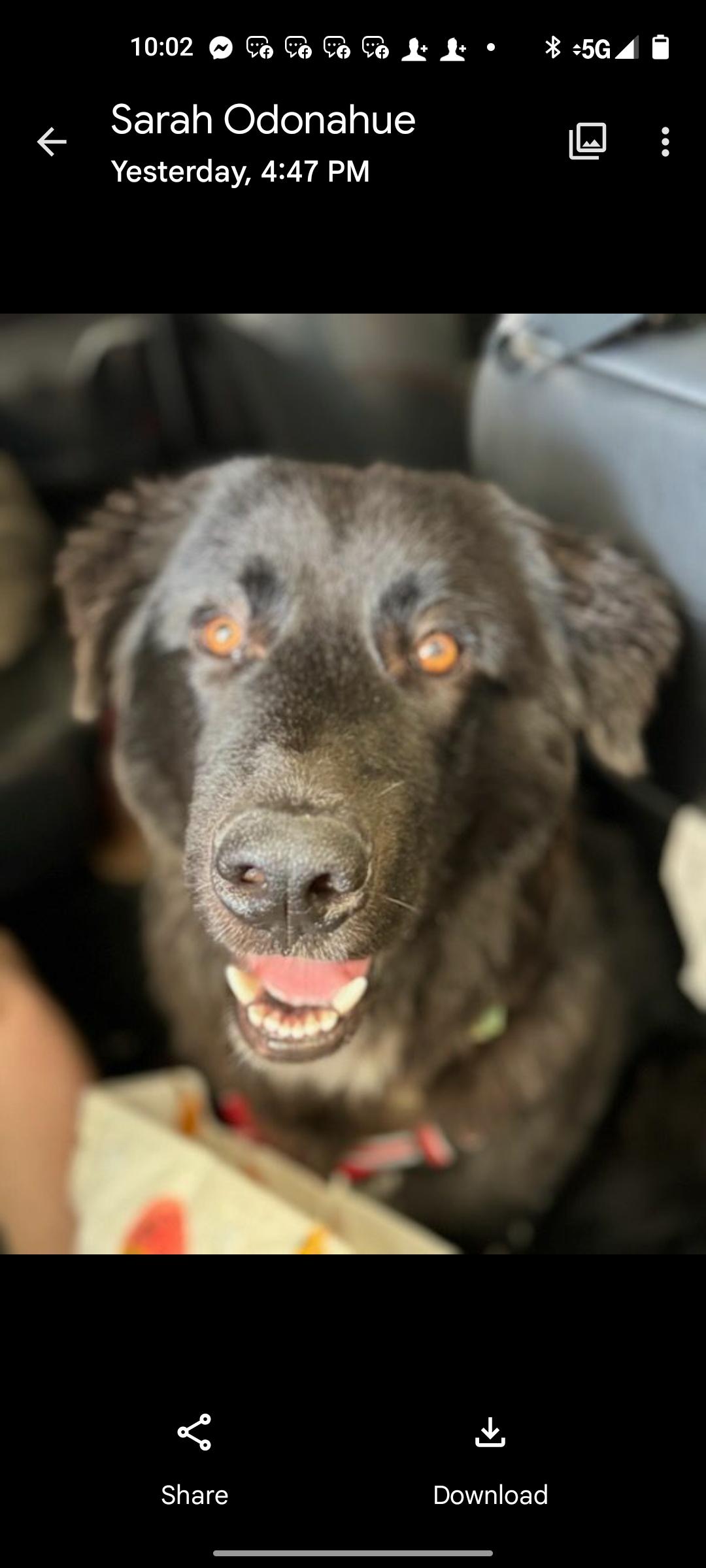 Enlarge Ranger, a Adoptable Labrador Retriever in Seattle, WA image 3/6