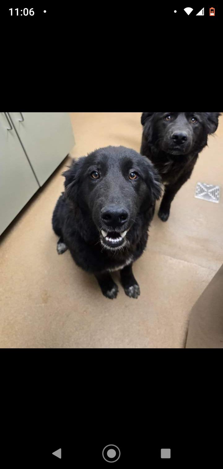 Enlarge Ranger, a Adoptable Labrador Retriever in Seattle, WA image 4/6