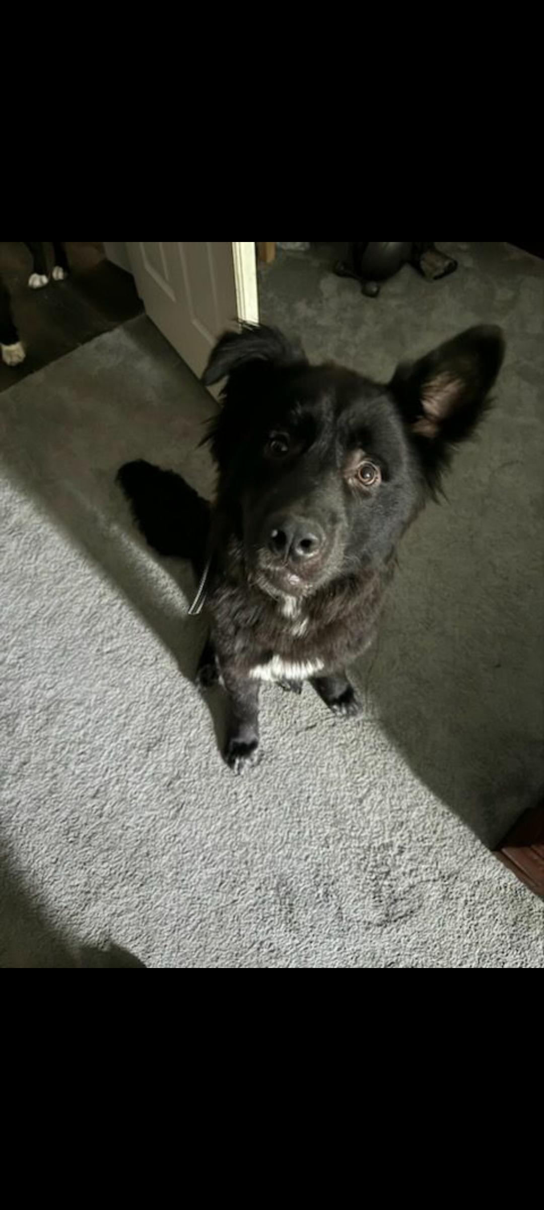 Enlarge Ranger, a Adoptable Labrador Retriever in Seattle, WA image 5/6
