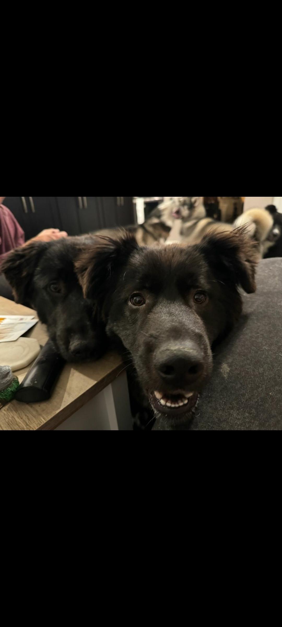 Enlarge Ranger, a Adoptable Labrador Retriever in Seattle, WA image 6/6