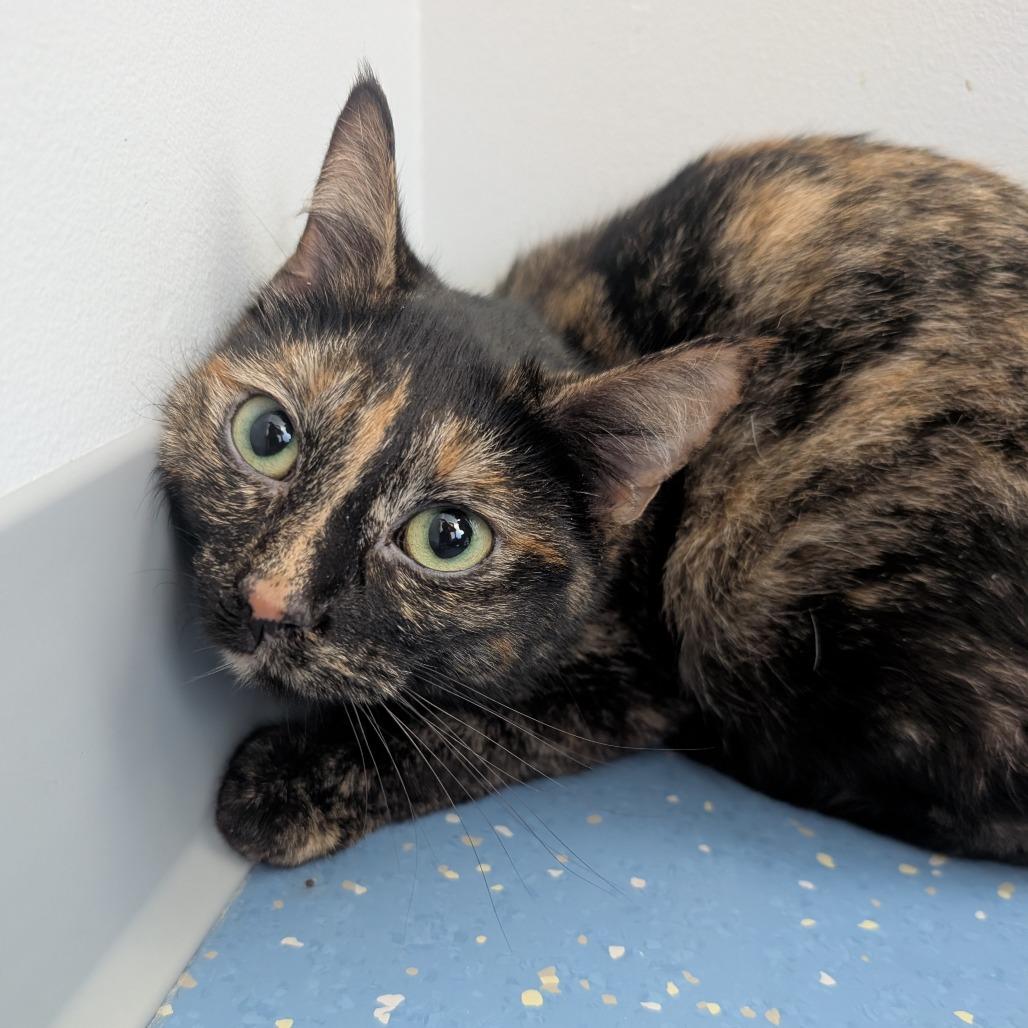 Enlarge Angel, a Adoptable Domestic Short Hair in Watertown, NY image 1/2