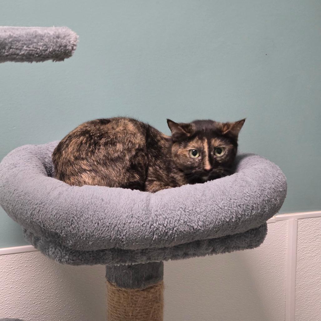 Enlarge Angel, a Adoptable Domestic Short Hair in Watertown, NY image 2/2