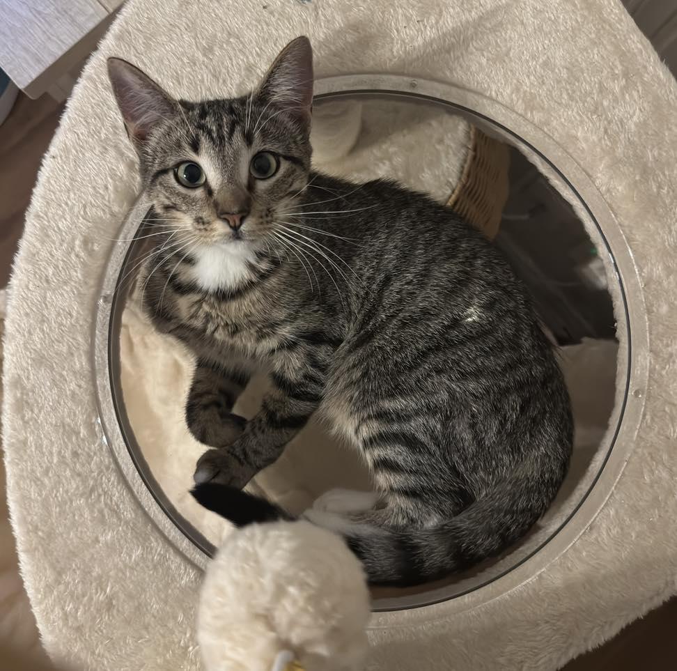 CHASITY, an adopted Tabby in Flint, TX image 3/3
