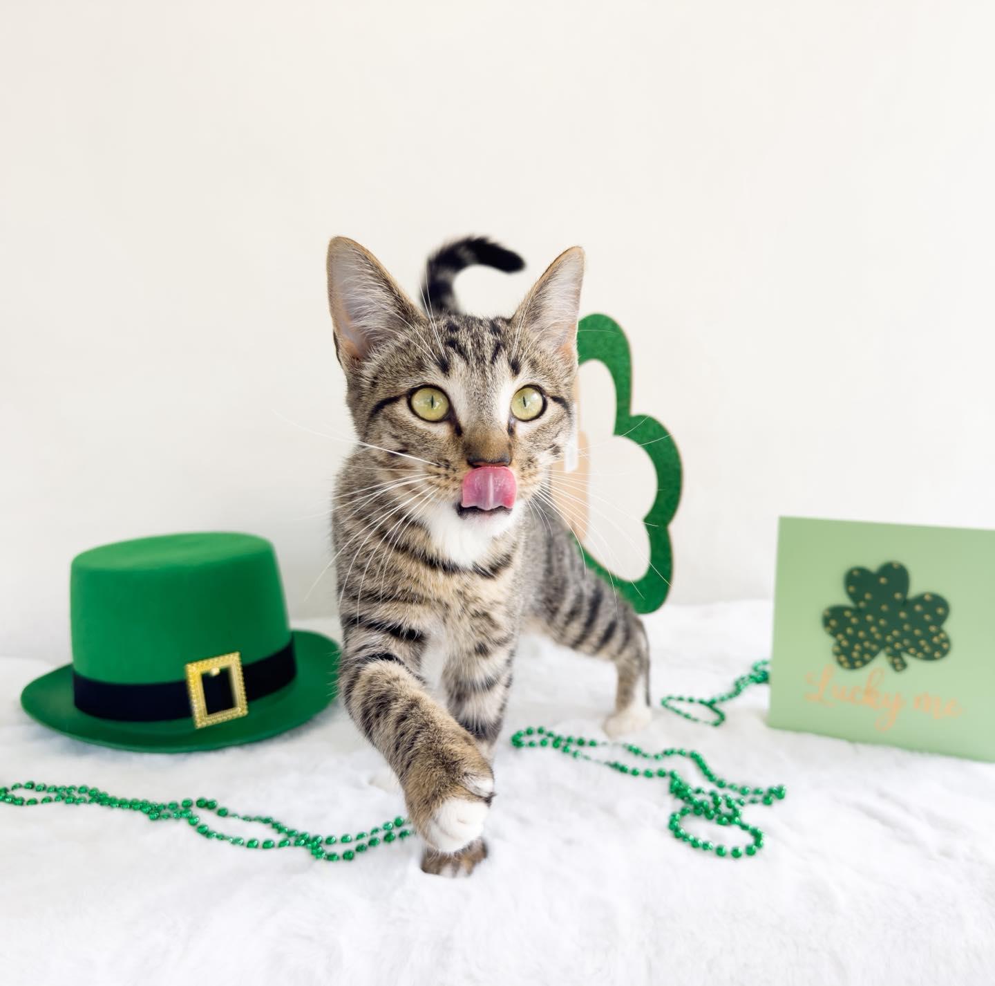 CHASITY, an adopted Tabby in Flint, TX image 2/3