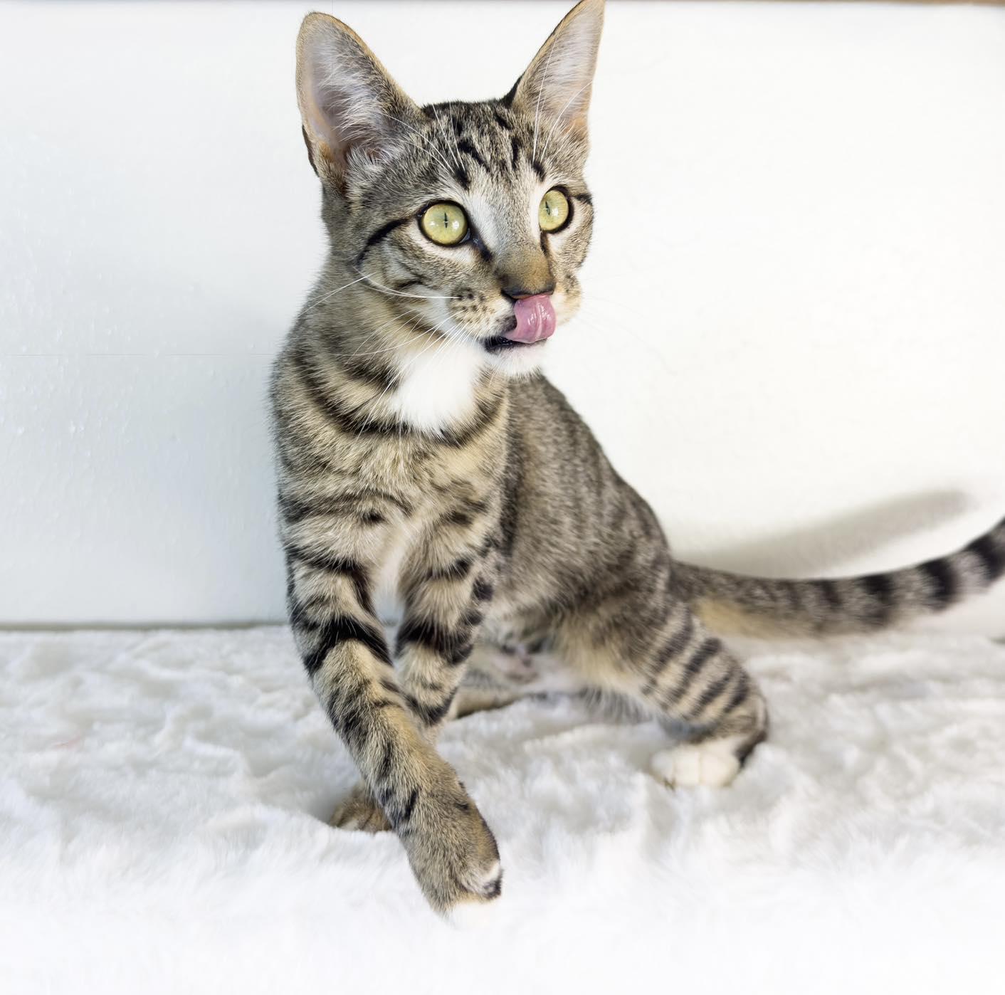 CHASITY, an adopted Tabby in Flint, TX image 1/3