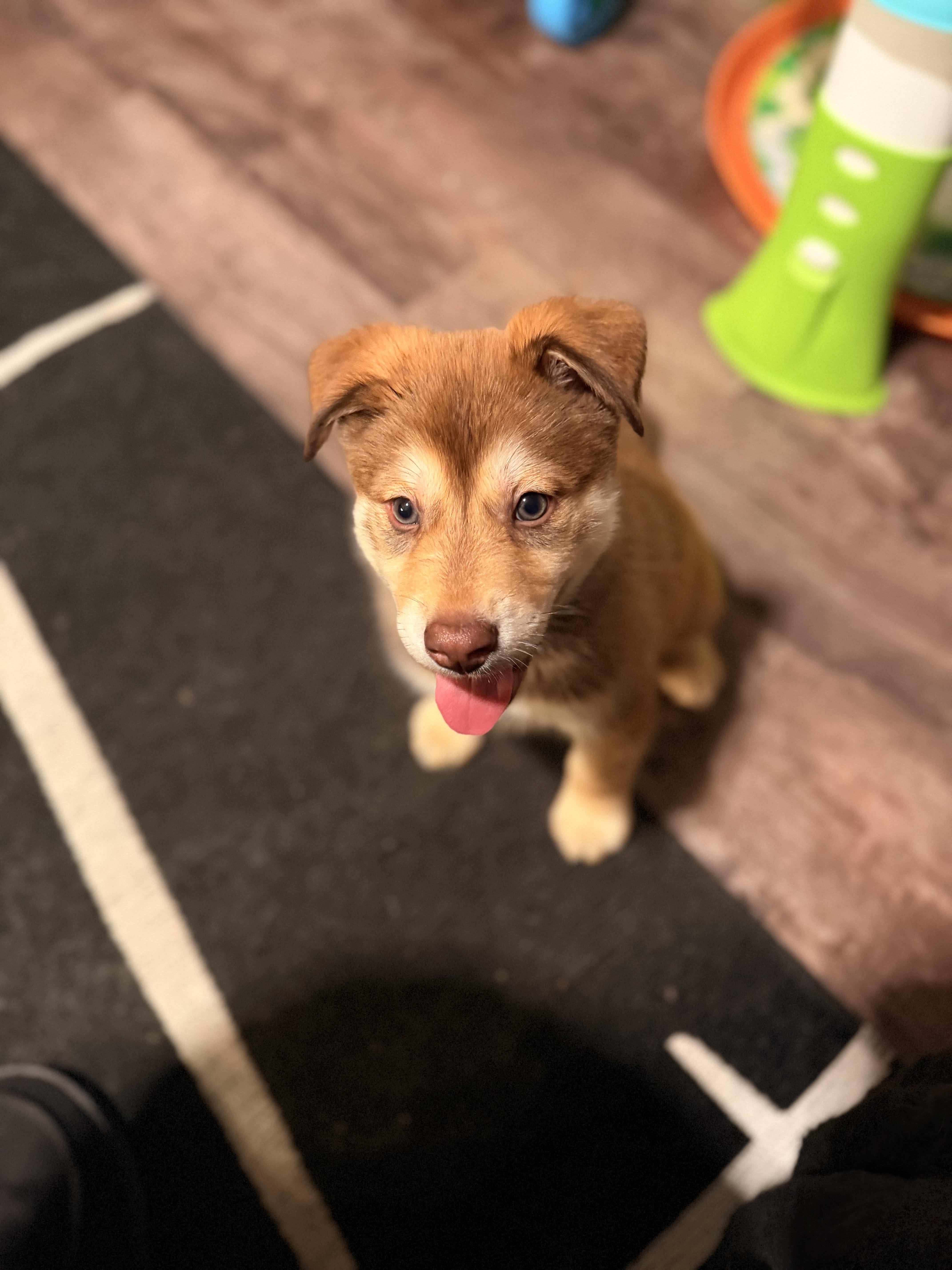 Dale! Sweet playful boy!