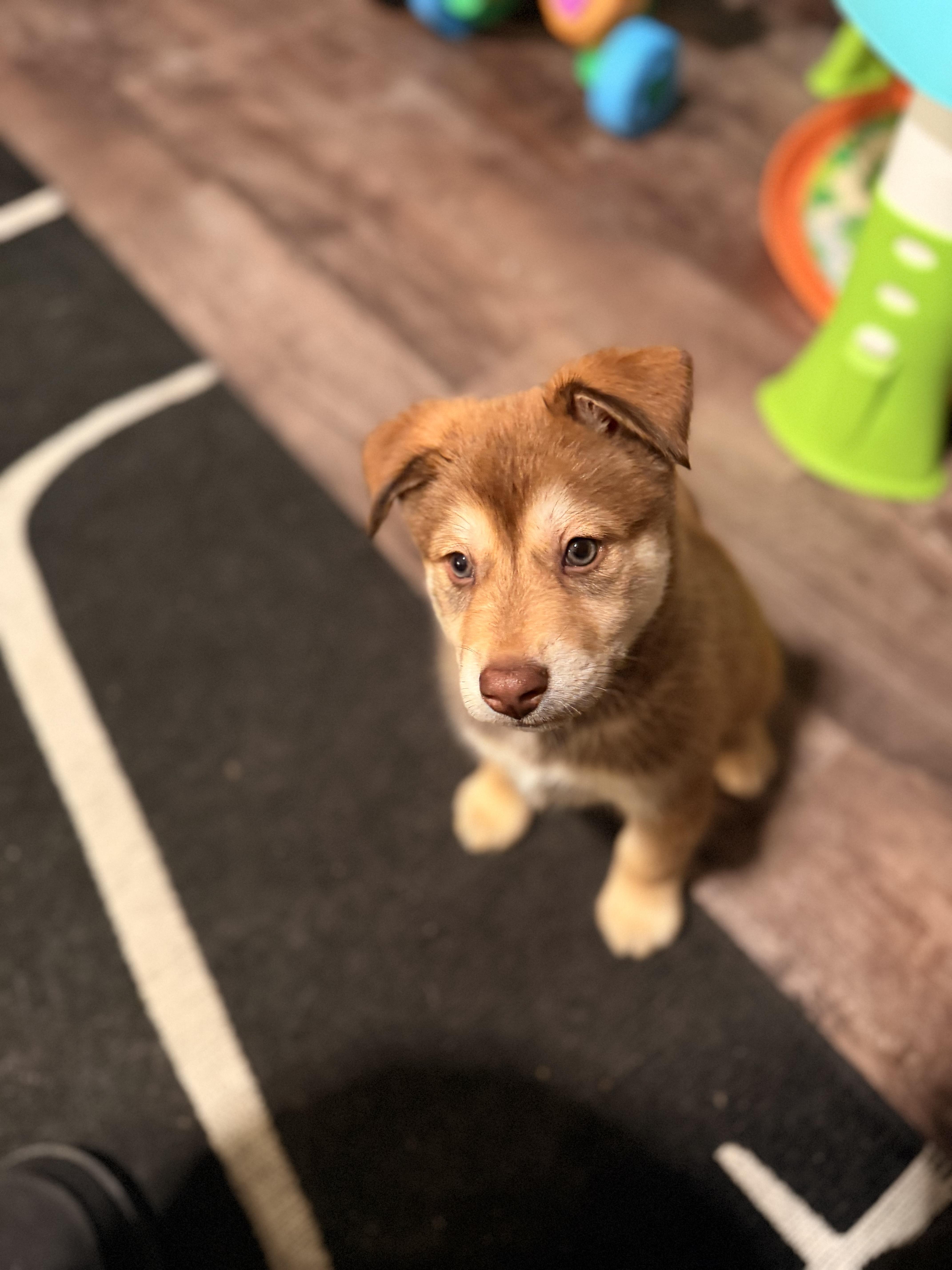 Dale! Sweet playful boy! — thumbnail 3