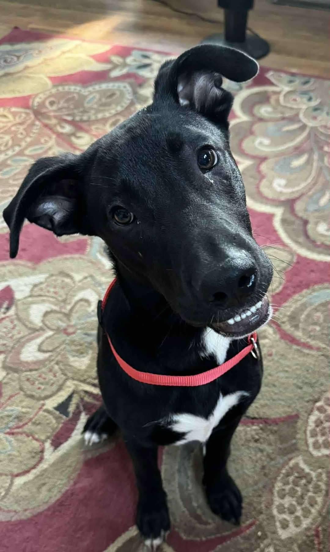 Ruger, a Adoptable Mixed Breed in Grand Island, NE image 2/3