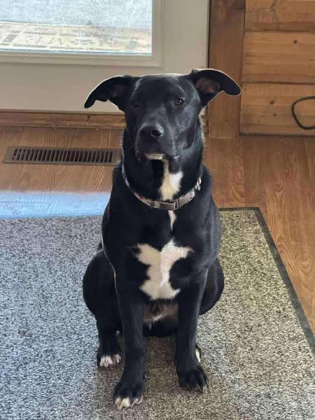 Ruger, Adoptable, Young Male Mixed Breed.