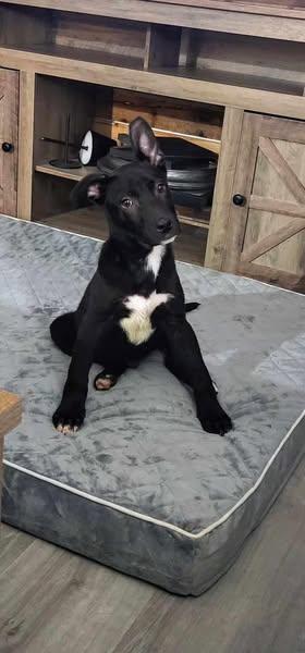 Ruger, Adoptable, Young Male Mixed Breed.