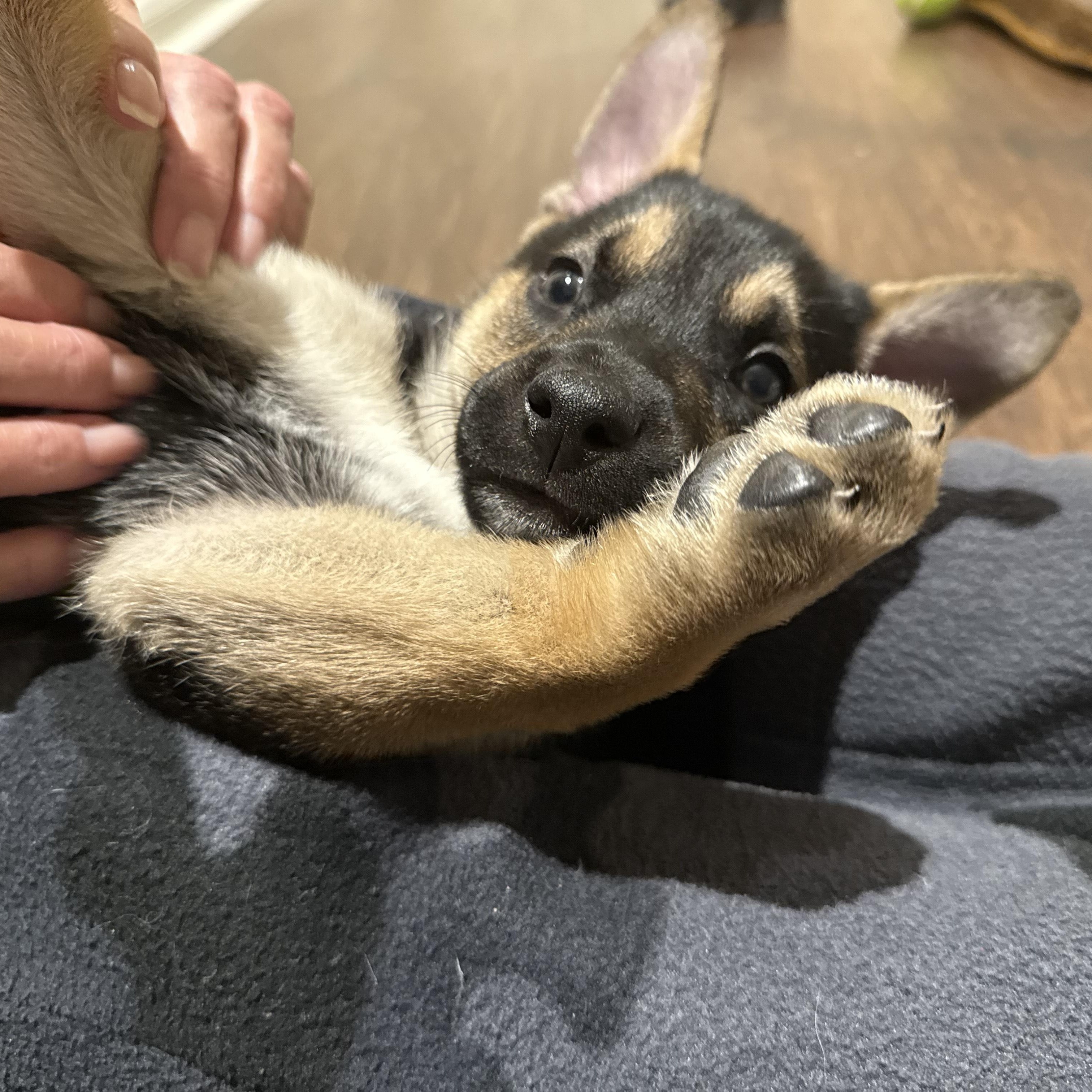 Enlarge Haven, an adoptable mixed breed in New Braunfels, TX image 3/6