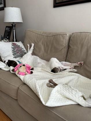 Sookie, Adoptable, Adult Female Mixed Breed & Mixed Breed.