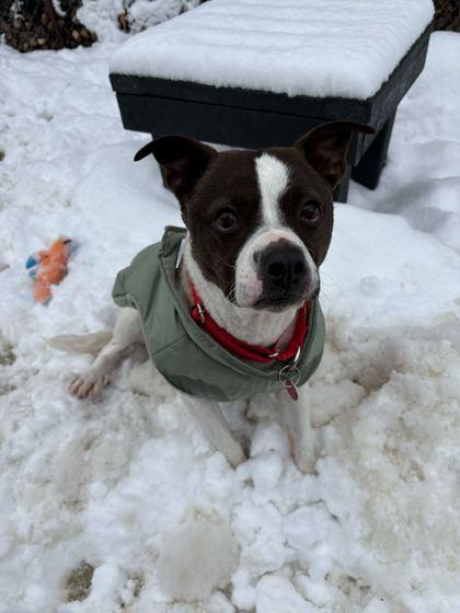 Sookie, Adoptable, Adult Female Mixed Breed & Mixed Breed.