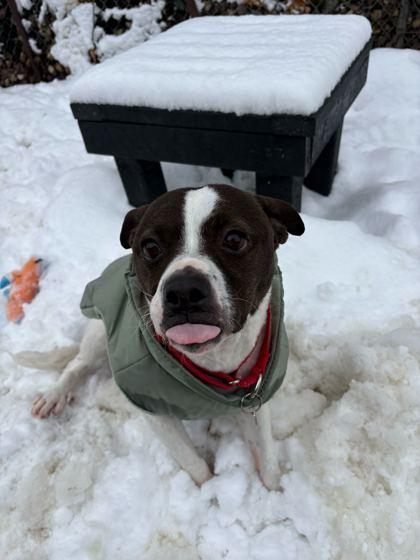 Enlarge Sookie, a Adoptable mixed breed in Chicago, IL image 2/3