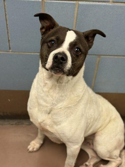 Enlarge Sookie, a Adoptable mixed breed in Chicago, IL image 3/3