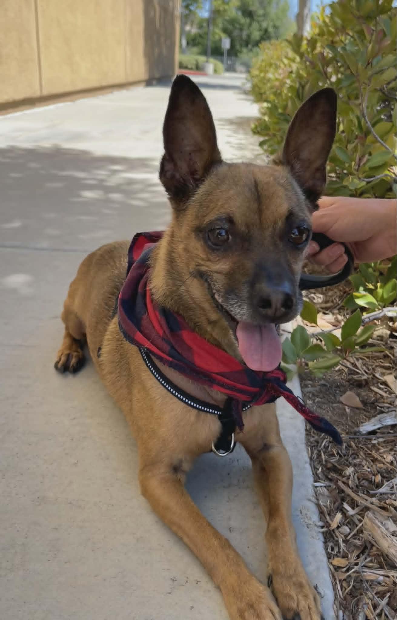 Enlarge Champ, an adopted Chihuahua in Temecula, CA image 4/4
