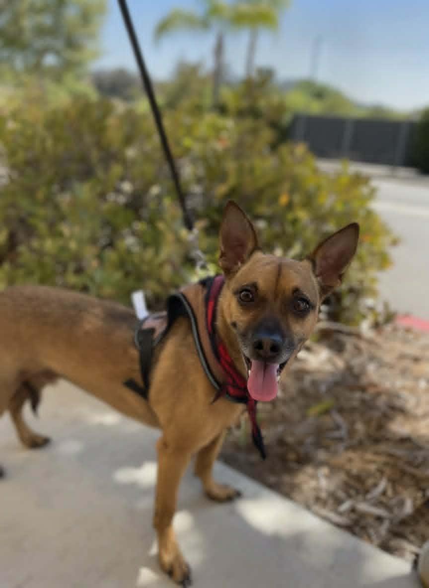 Enlarge Champ, an adopted Chihuahua in Temecula, CA image 1/4