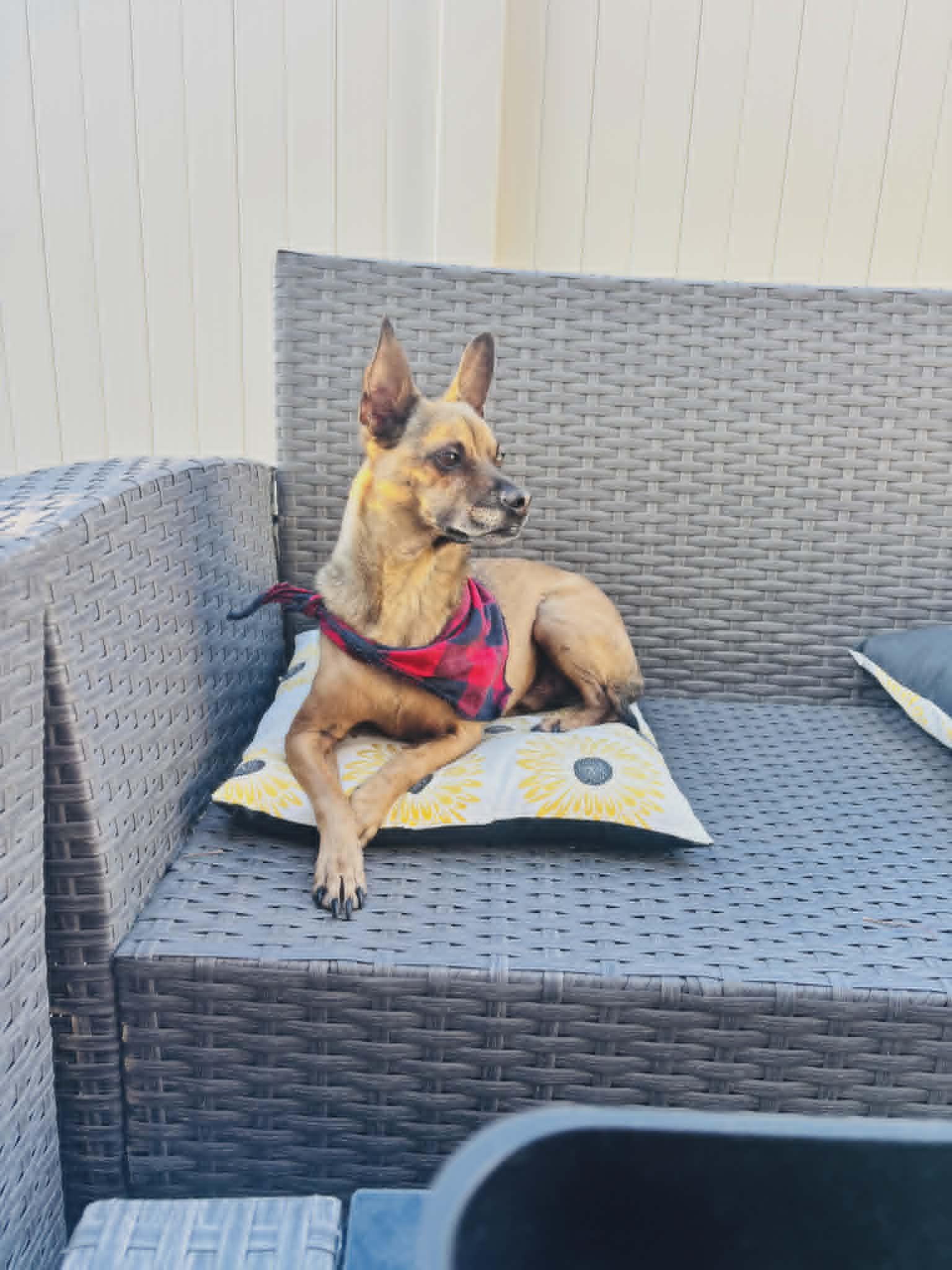 Enlarge Champ, an adopted Chihuahua in Temecula, CA image 2/4