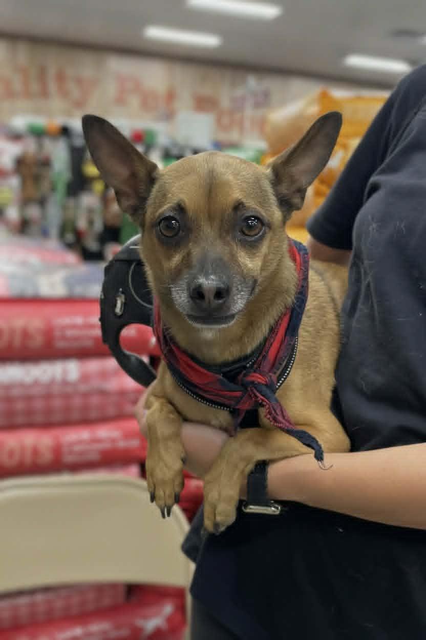 Enlarge Champ, an adopted Chihuahua in Temecula, CA image 3/4
