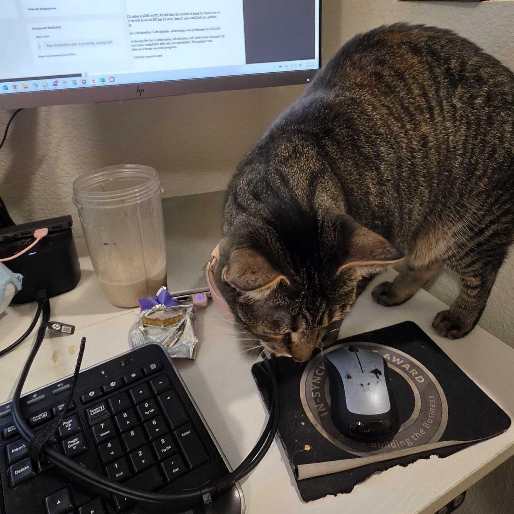 Penny, Adoptable, Adult Female Domestic Short Hair.