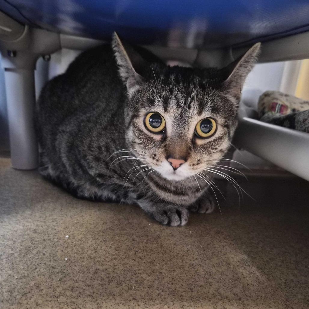 Penny, Adoptable, Adult Female Domestic Short Hair.