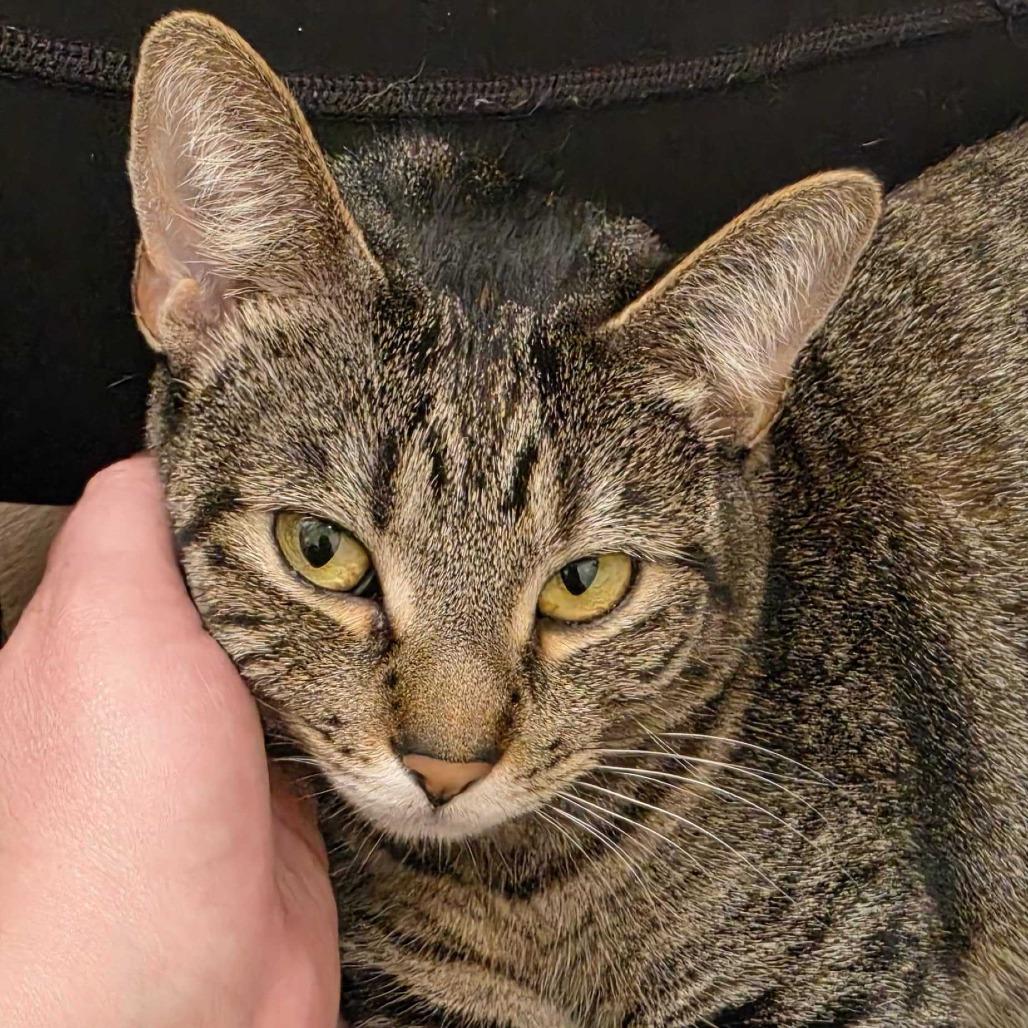 Enlarge Penny, a Adoptable Domestic Short Hair in Riverside, CA image 2/6