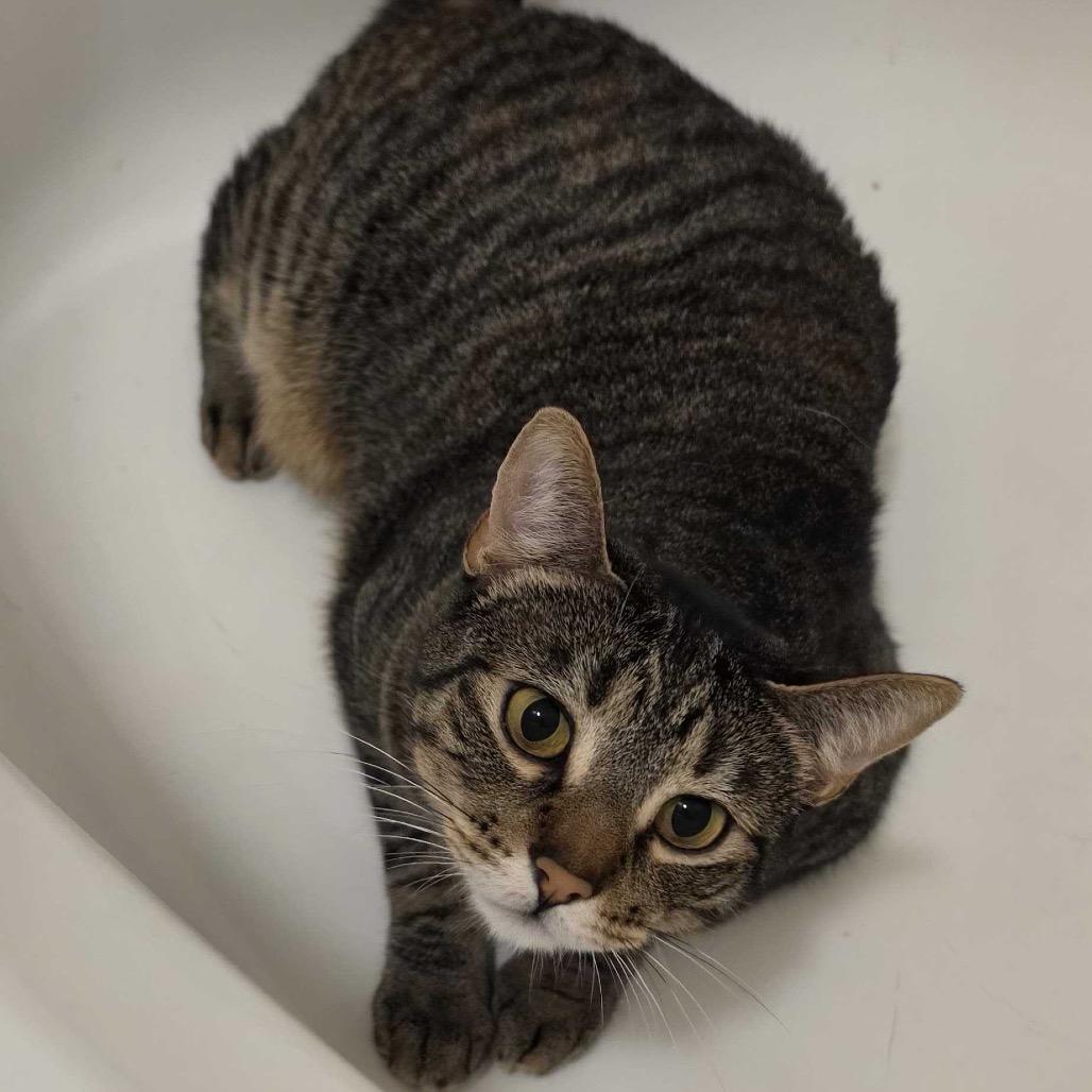Enlarge Penny, a Adoptable Domestic Short Hair in Riverside, CA image 2/5