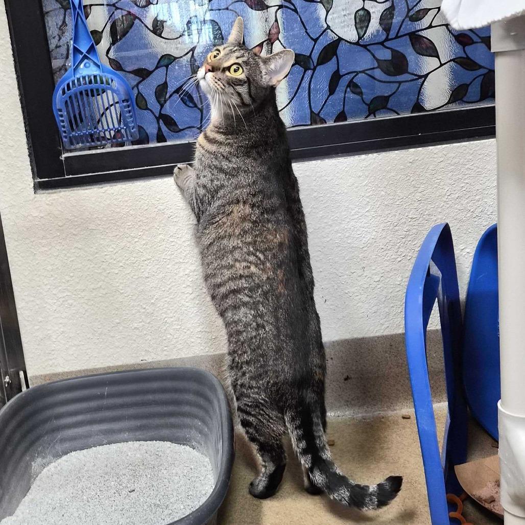 Enlarge Penny, a Adoptable Domestic Short Hair in Riverside, CA image 3/6