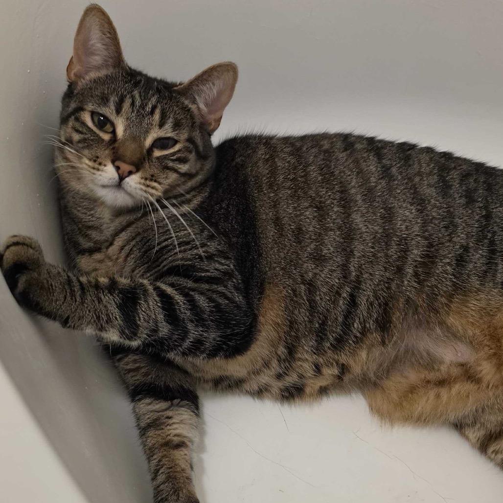 Enlarge Penny, a Adoptable Domestic Short Hair in Riverside, CA image 3/6