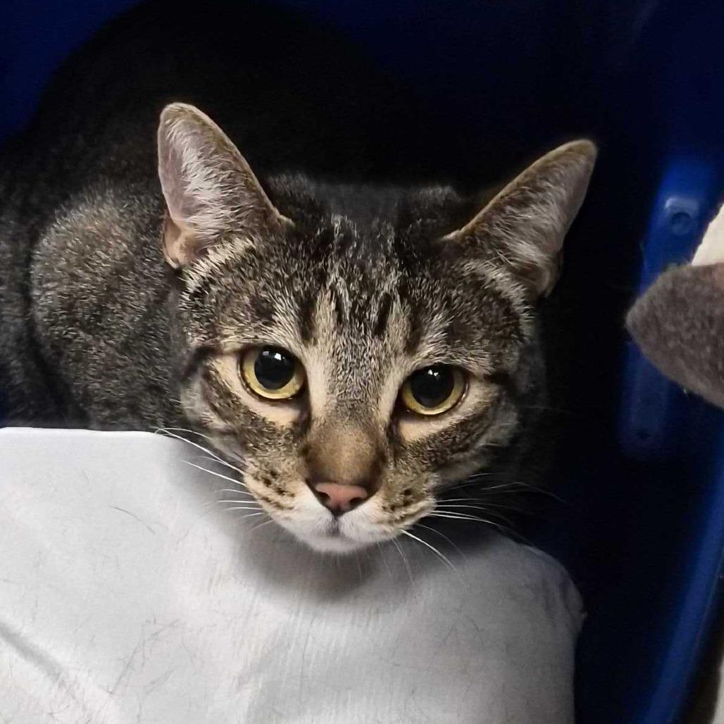 Enlarge Penny, a Adoptable Domestic Short Hair in Riverside, CA image 4/6