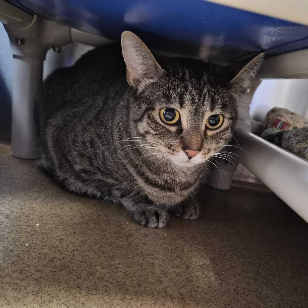 Enlarge Penny, a Adoptable Domestic Short Hair in Riverside, CA image 5/6