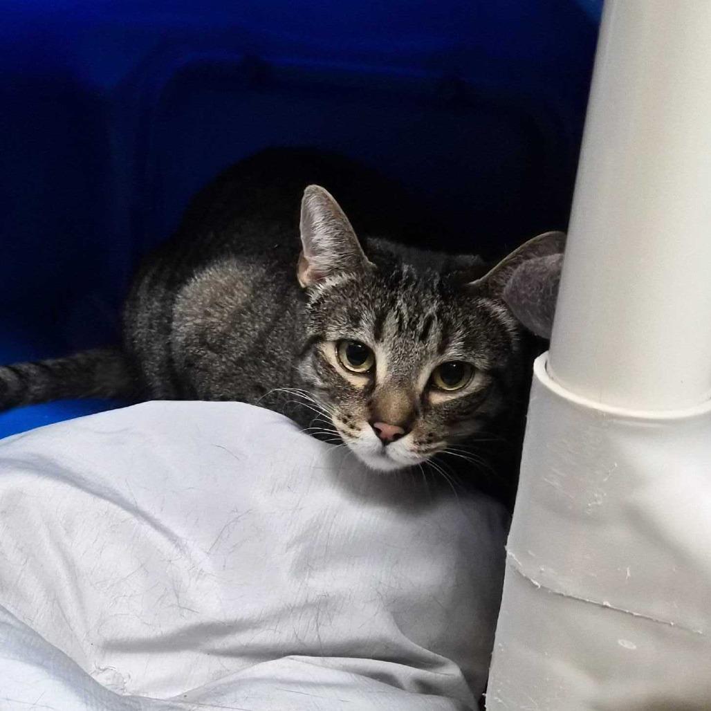 Enlarge Penny, a Adoptable Domestic Short Hair in Riverside, CA image 6/6