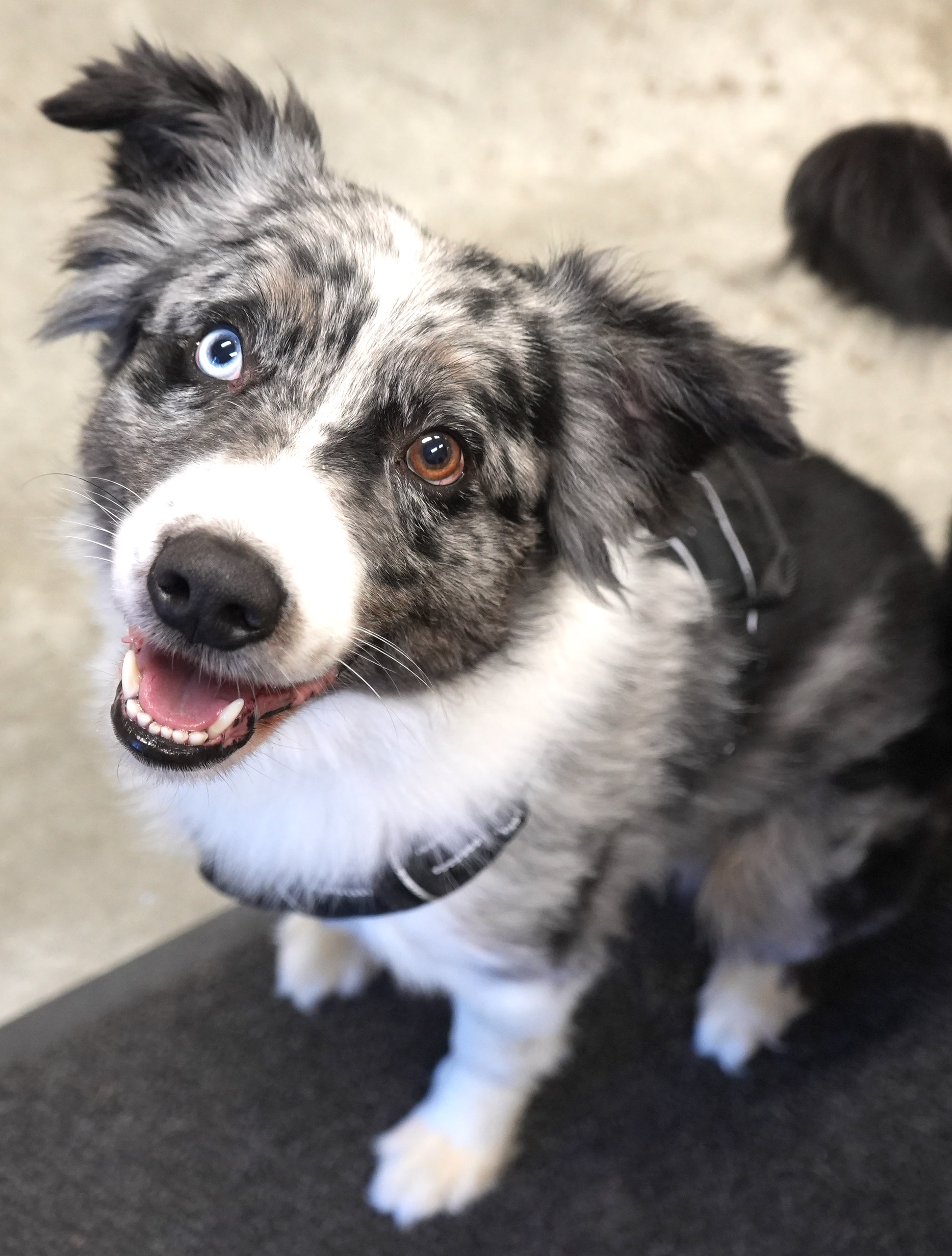 Dog for adoption Coco and Zeus! BONDED UNDER 40 lb AMAZING beauties